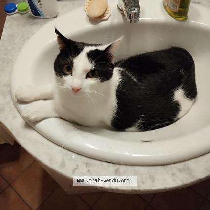 Photo 1/1 Chat retrouvé Perdu à Villemoisson Sur Orge
