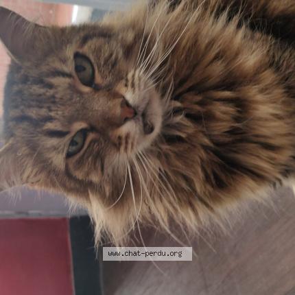 Photo de chat perdu à Talence