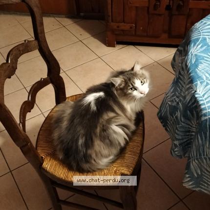 Photo 1/1 Hurgo Chat perdu à Vay