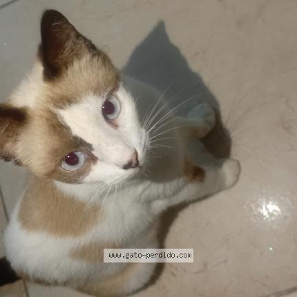 Photo 1/2 Delahila Chat perdu à Juan griego pedregales