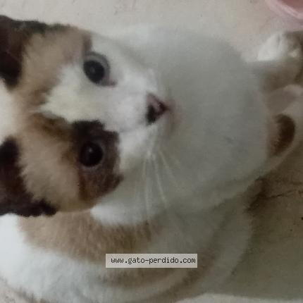 Photo 2/2 Delahila Chat perdu à Juan griego pedregales