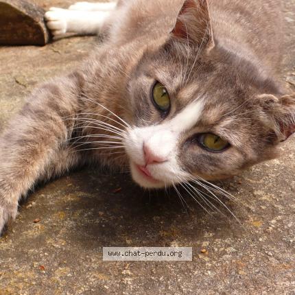 Photo de chat perdu à Plestin Les Greves