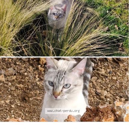 Photo 1/1 Chat retrouvé Perdu à Cipieres