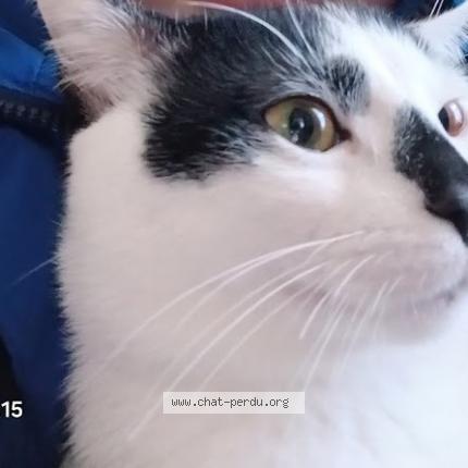 Photo 1/1 Chat retrouvé Perdu à Le Mans
