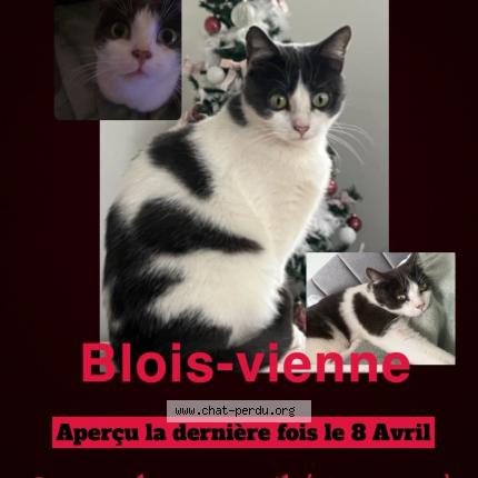 Photo 3/3 Chat retrouvé Perdu à Blois
