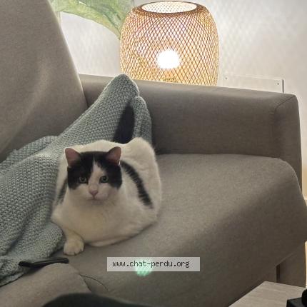 Photo de chat perdu à Vimy