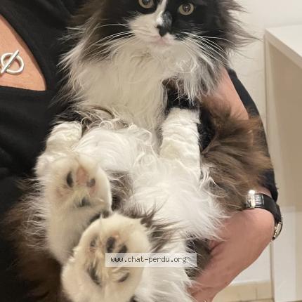 Photo 1/1 Loulotte Chat perdu à Malaucene