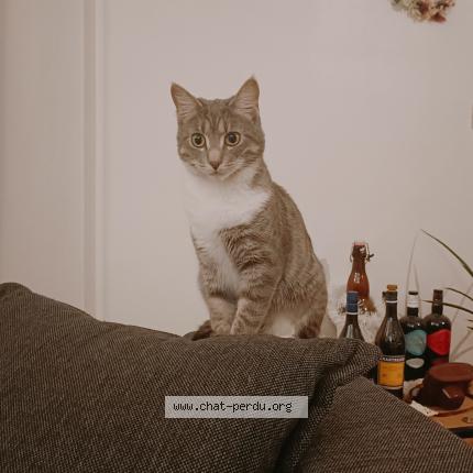 Photo 1/1 Chat retrouvé Perdu à Grenoble