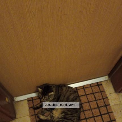 Photo 1/1 Chat retrouvé Trouvé à Aubergenville