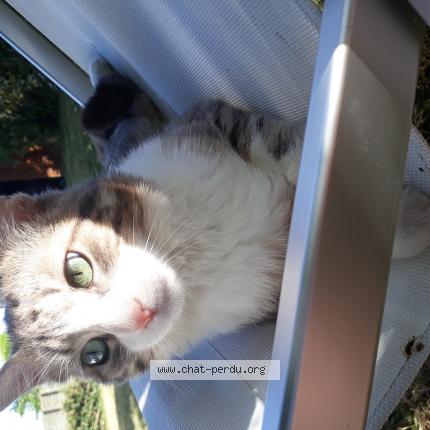 Photo de chat perdu à Feneu
