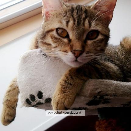 Photo de chat perdu à Saint Yrieix Sur Charente