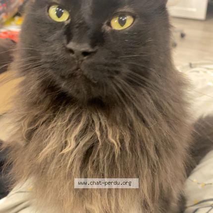 Photo 1/3 Chewbacca Chat perdu à Longueuil