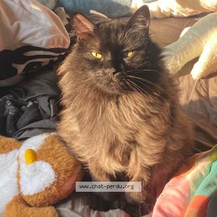 Photo 2/3 Chewbacca Chat perdu à Longueuil