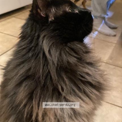 Photo 3/3 Chewbacca Chat perdu à Longueuil