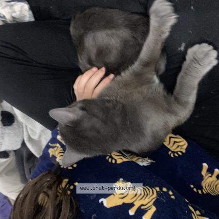 Photo de chat perdu à Sainte Anastasie