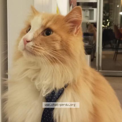 Photo 1/1 Ugo Chat perdu à Saint mammes