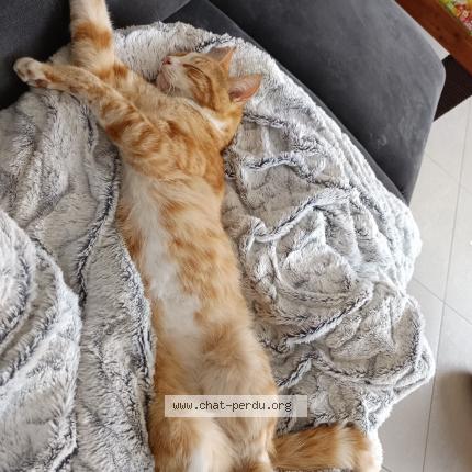 Photo de chat perdu à Colomiers