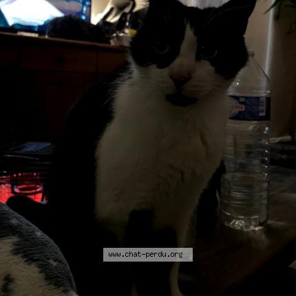 Photo 1/1 Tina Chat perdu à Elbeuf