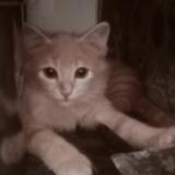 Photo de chat perdu à Mumbai