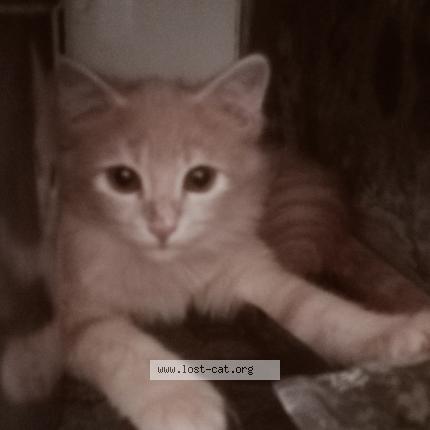 Photo 1/1 Casper Chat perdu à Mumbai