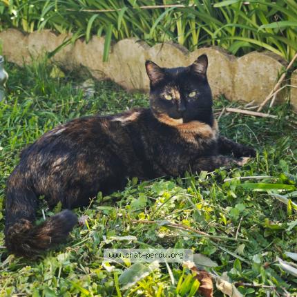 Photo 1/1 Neptune Chat perdu à Marigne laille