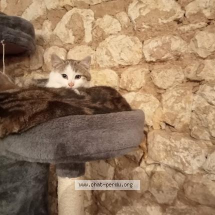 Photo 1/1 Kally Chat perdu à Coulonges sur sarthe