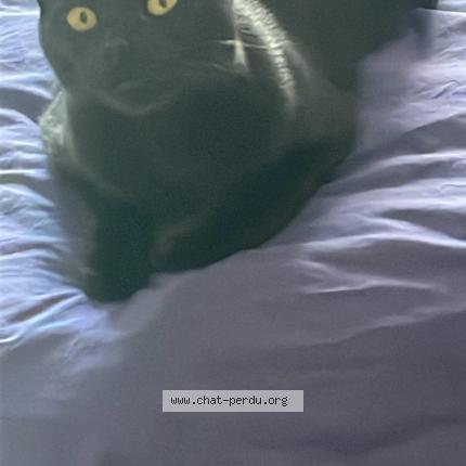 Photo 1/1 Muxo Chat perdu à Pouillon