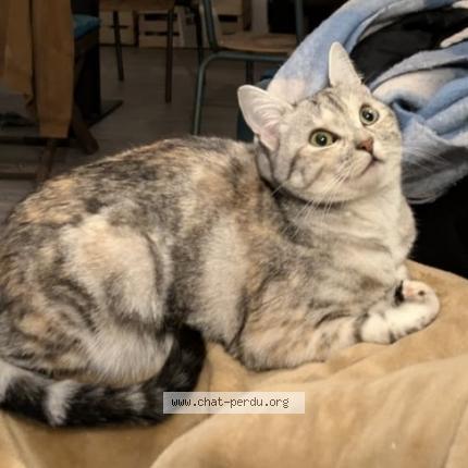 Photo de chat perdu à Amiens