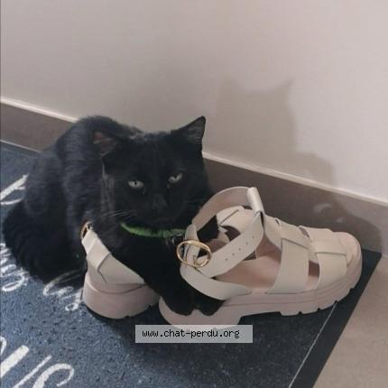 Photo de chat perdu à Gonesse