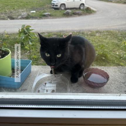 Photo 1/1 Chat trouvé Trouvé à Roubaix