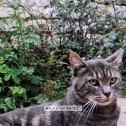 Photo 1/1 Chat retrouvé Perdu à Vernon