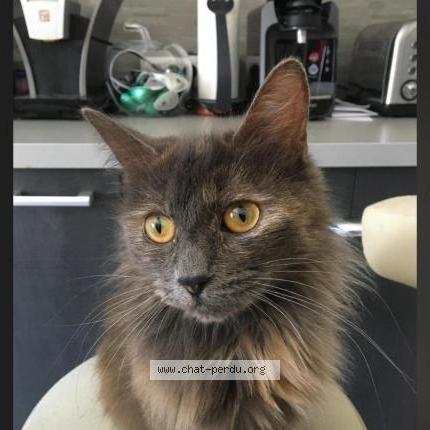 Photo 1/2 Mina Chat perdu à Granges