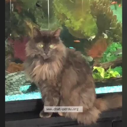 Photo 2/2 Mina Chat perdu à Granges