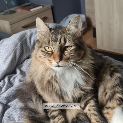 Photo de chat perdu à Oisy