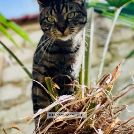 Photo de chat perdu à Reims