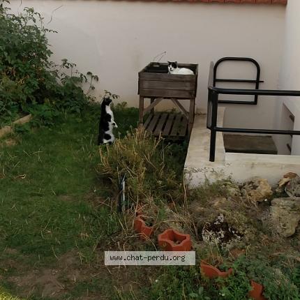 Photo de chat perdu à Nanterre