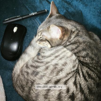 Photo de chat perdu à Lavoux