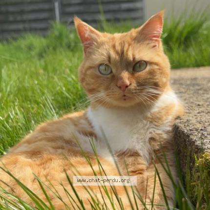 Photo de chat perdu à Nieul Le Dolent