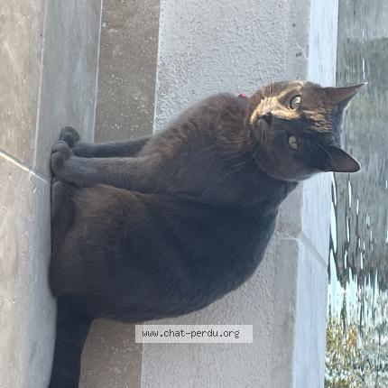 Photo 1/1 Fuji Chat perdu à Villeveyrac