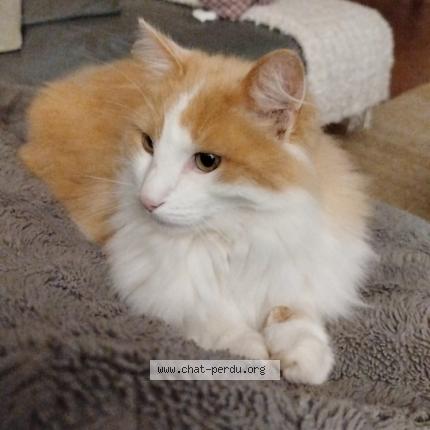 Photo de chat perdu à Meslin