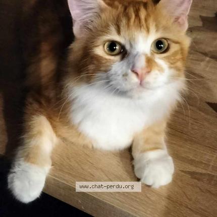 Photo de chat perdu à Helette