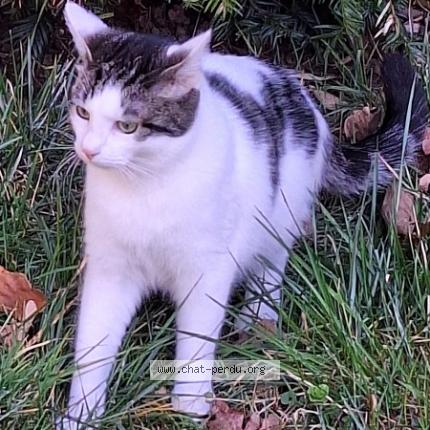 Photo 1/1 Chat retrouvé Perdu à Saint Maur Des Fosses