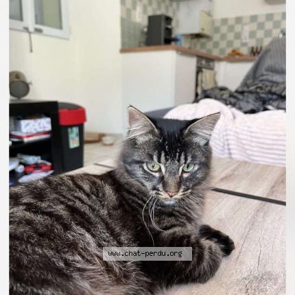 Photo de chat perdu à Lanester