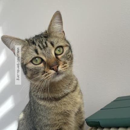 Photo de chat perdu à Saintry Sur Seine