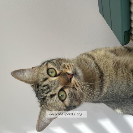Photo 2/2 Chat retrouvé Perdu à Saintry Sur Seine