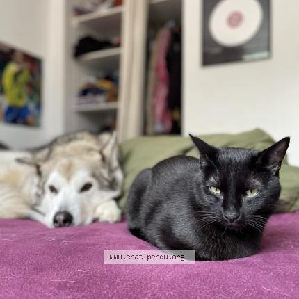 Photo de chat perdu à Bordeaux