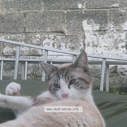 Photo 1/1 Chat retrouvé Perdu à Drancy