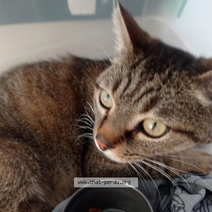 Photo 1/1 Chat retrouvé Trouvé à Bruguieres