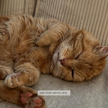 Photo 1/1 Leon Chat perdu à Levis st nom