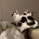 Photo de chat perdu à Munchen